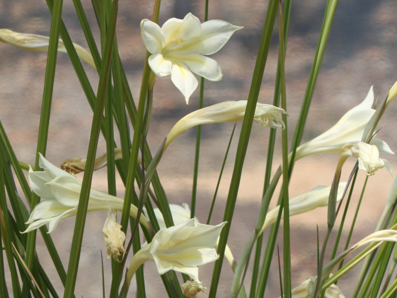 Gladiolus tristis