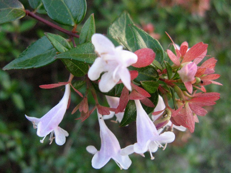 Pink Abelia 