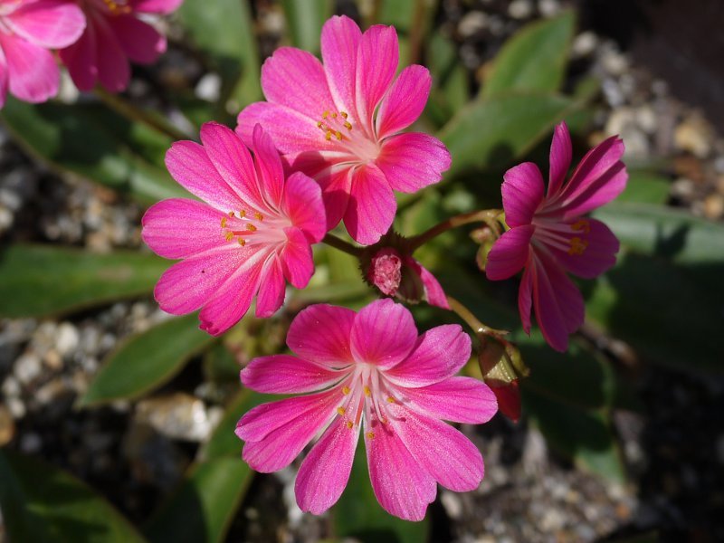 Lewisia Erice