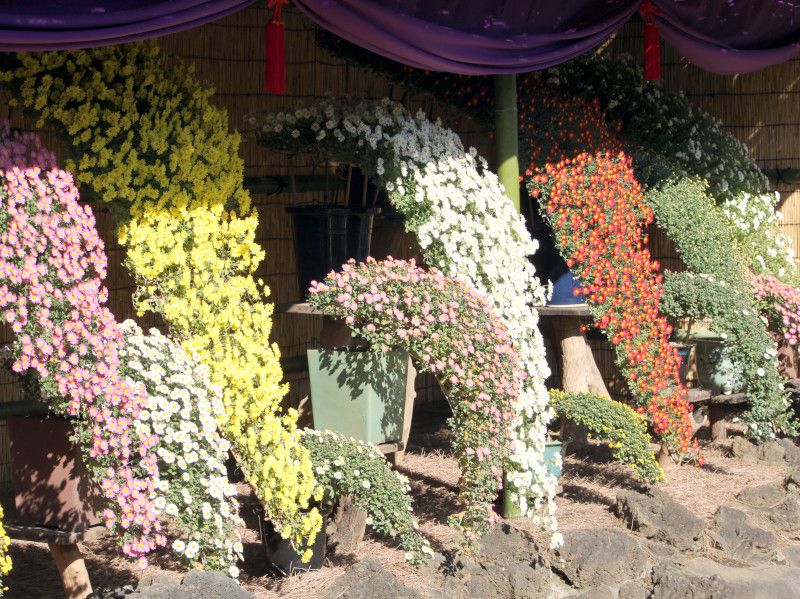 菊花展の菊①懸崖仕立て　かぎけん花図鑑