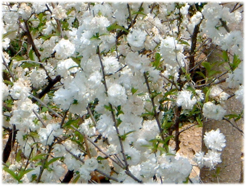 ニワザクラ Cerasus Glandulosa かぎけん花図鑑