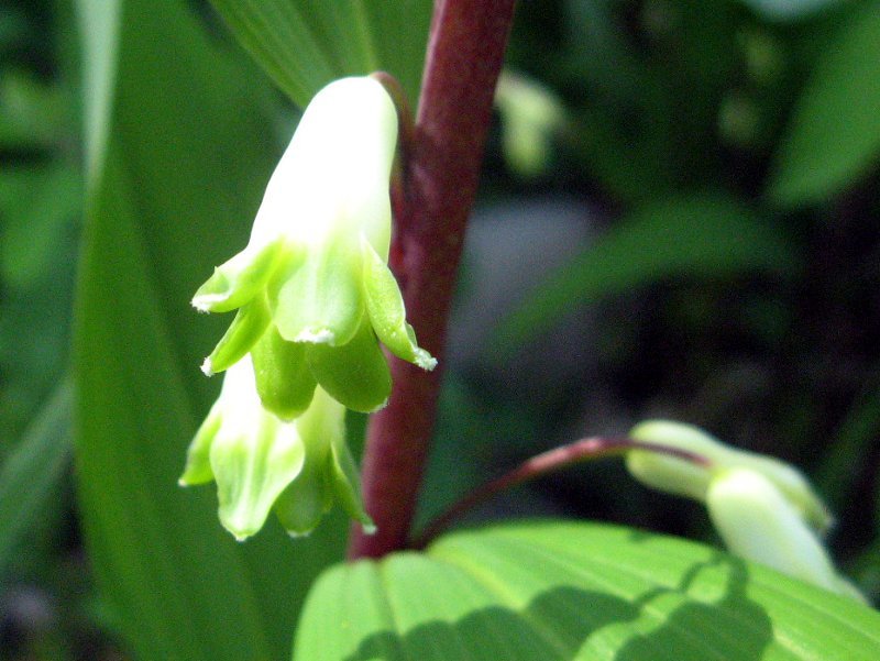 玉竹 Polygonatum Odoratum 科技研花图画书