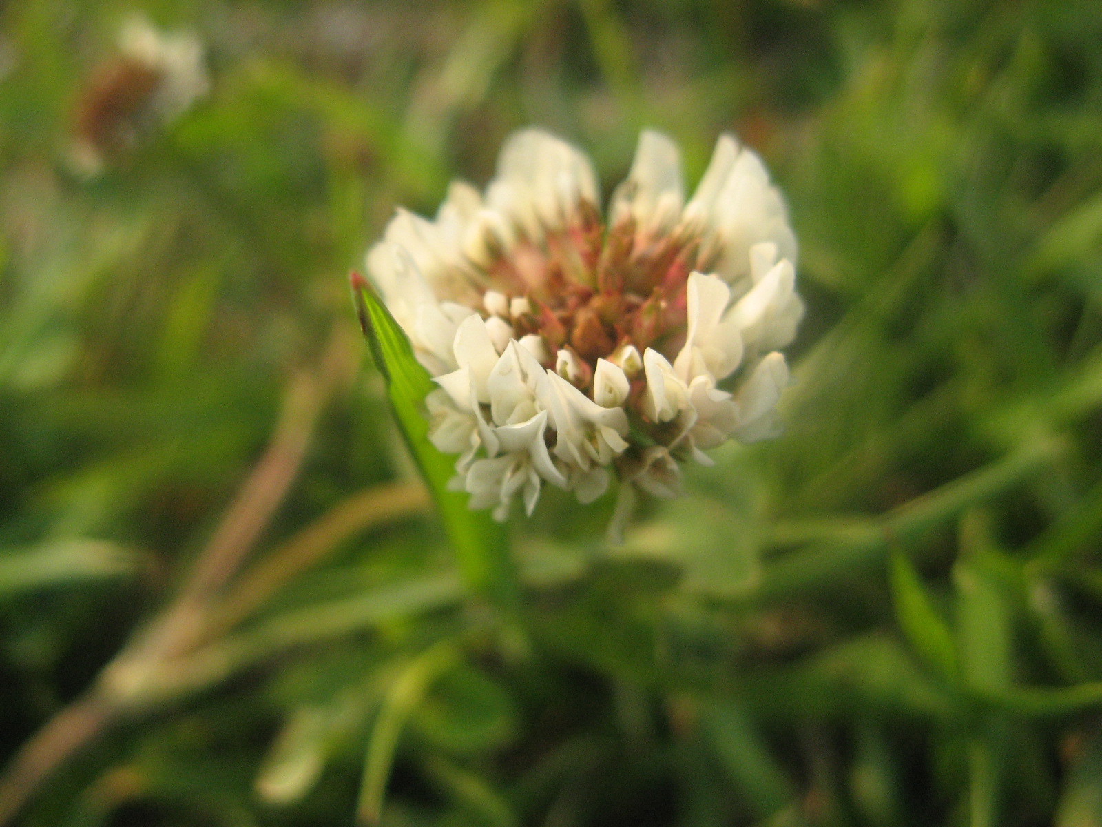 Trifolium repens