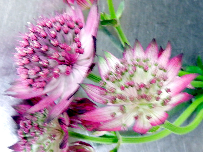 大星芹 Astrantia Major 科技研花图画书