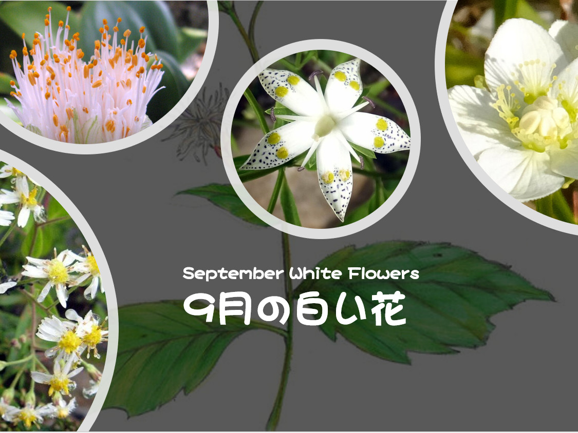 September White Flowers