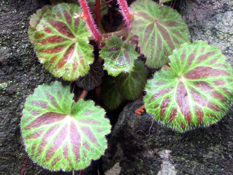 ユキノシタ Saxifraga Stolonifera かぎけん花図鑑