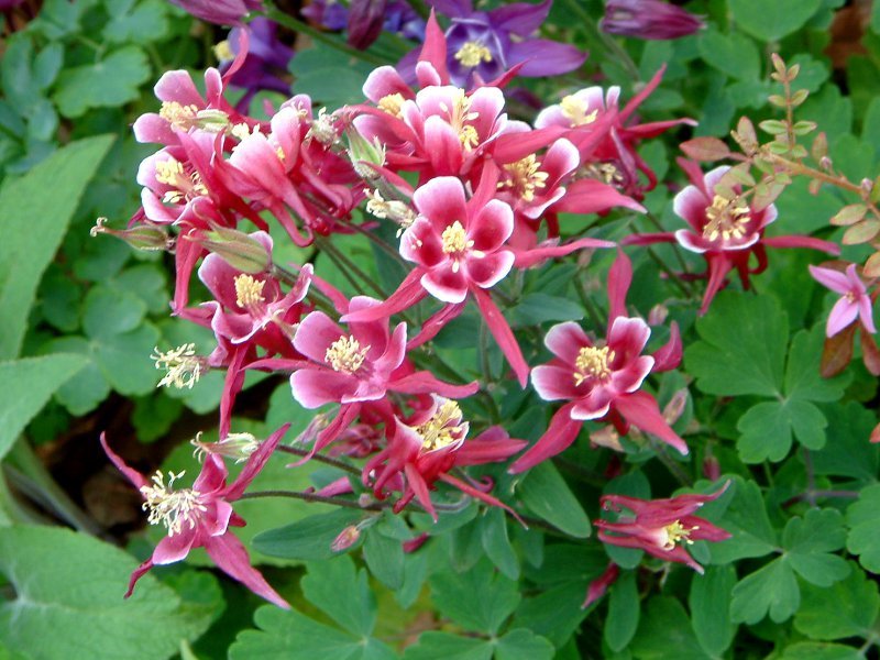 オダマキ Aquilegia Spp かぎけん花図鑑