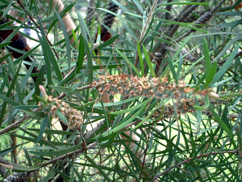 Callistemon speciosus