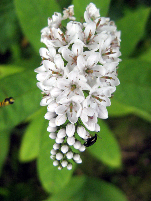 gooseneck loosestrife