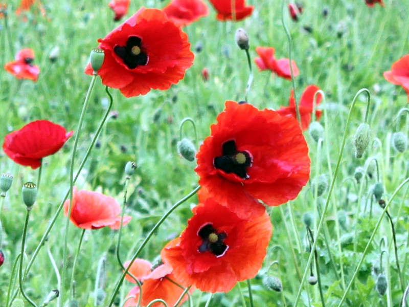 ヒナゲシ Papaver Rhoeas かぎけん花図鑑