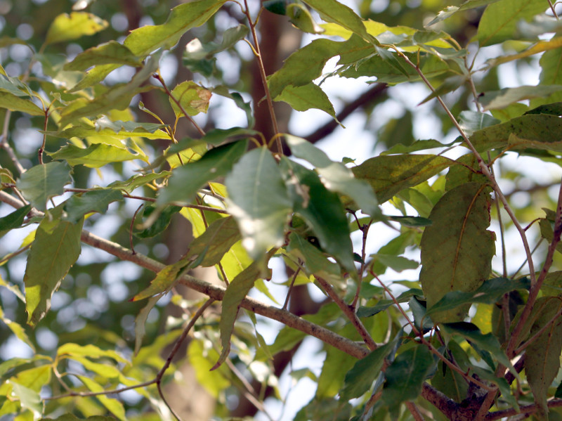 Quercus salicina