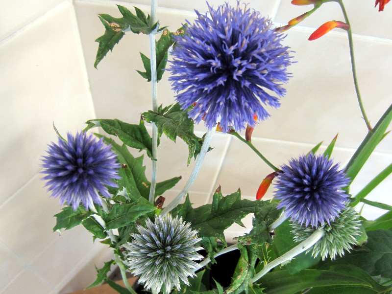 Echinops ritro