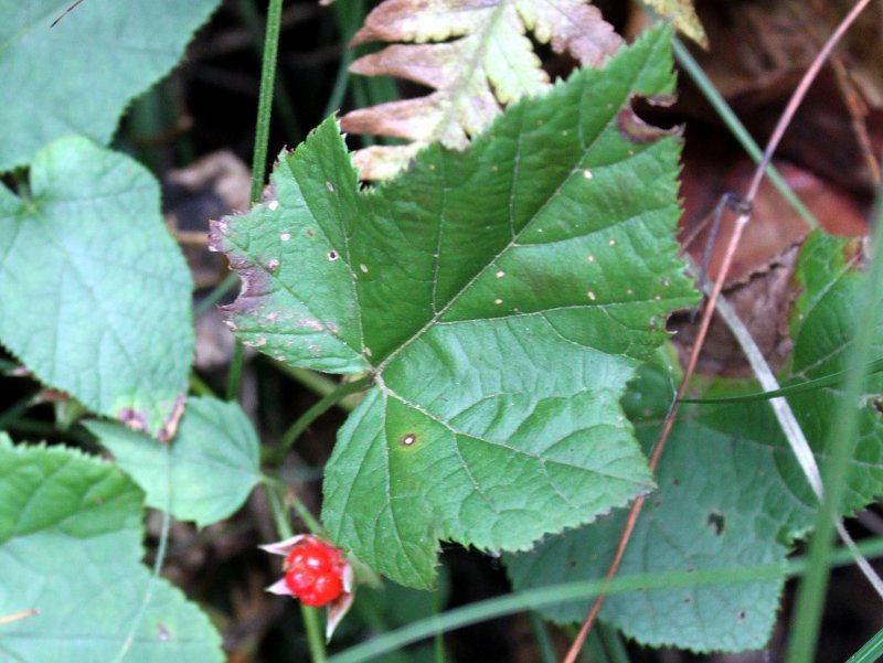 Rubus buergeri