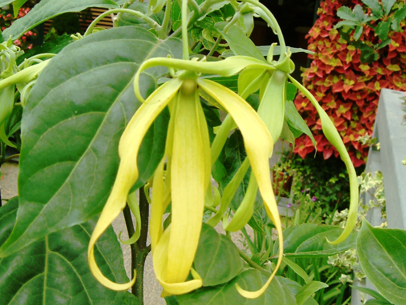 Bantams ylang-ylang