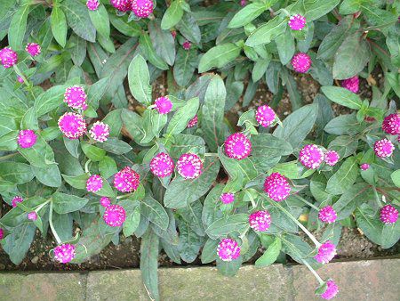 Gomphrena globosa