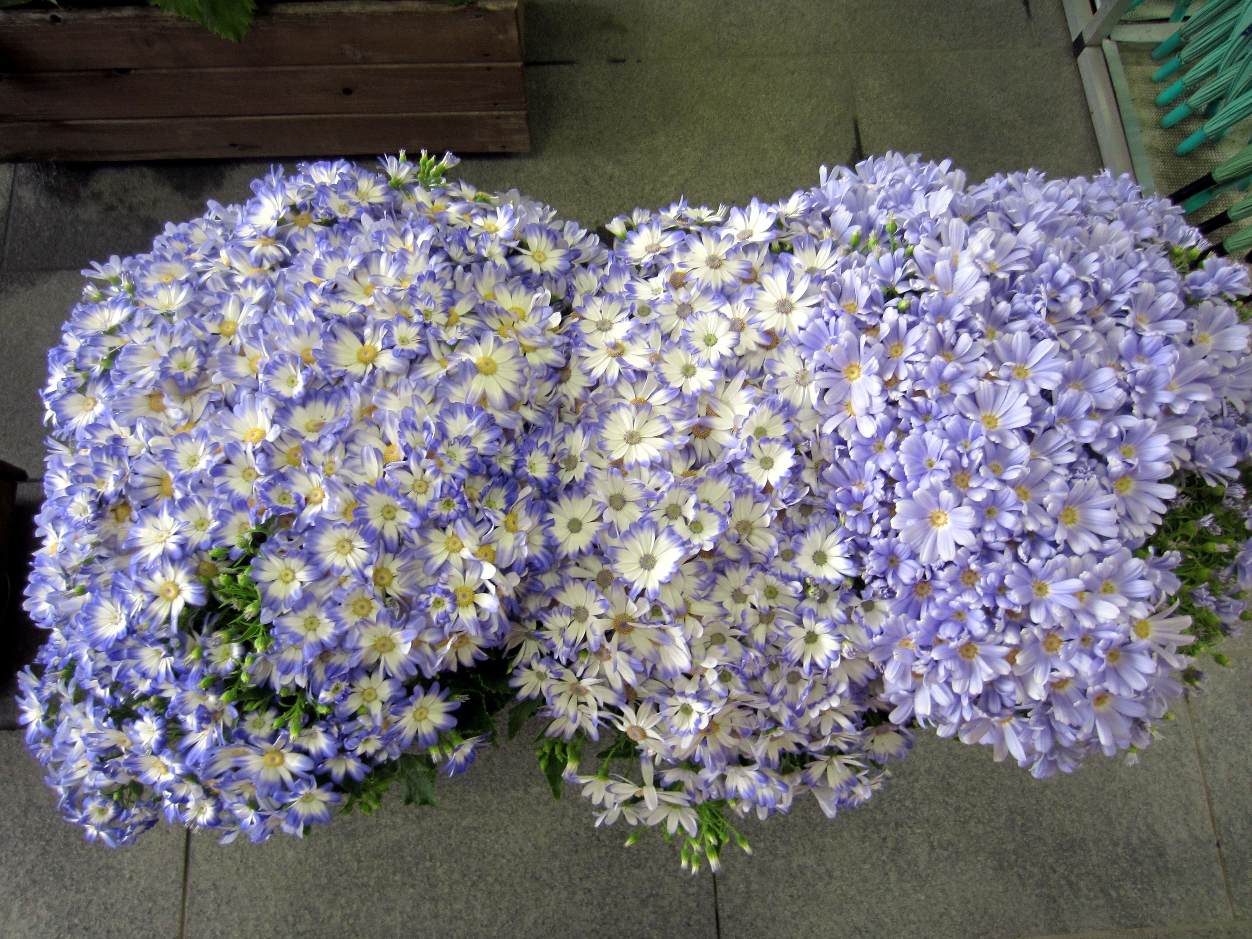 サイネリア Pericallis Hybrida かぎけん花図鑑