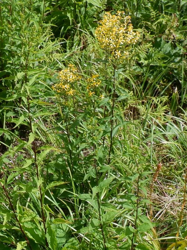 Goldenrod