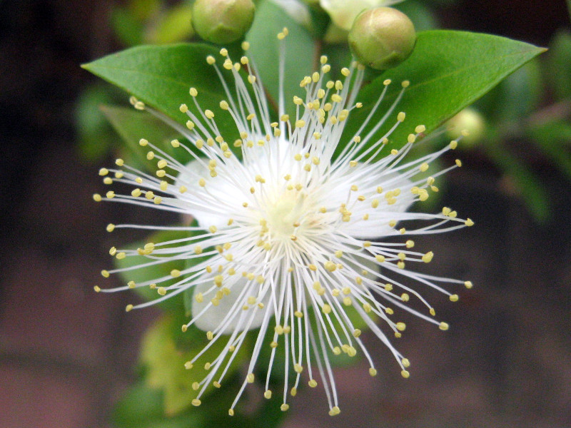 Myrtus communis