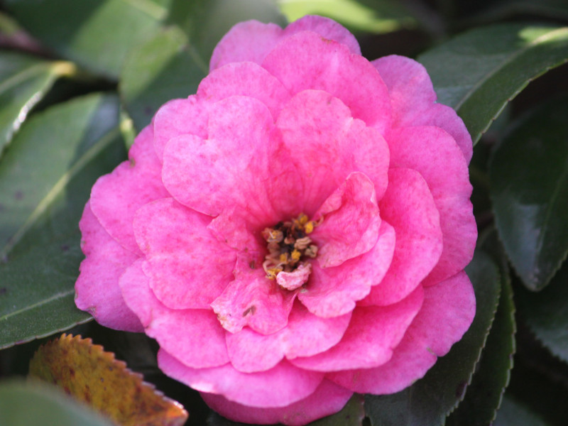 カンツバキ Camellia Sasanqua Shishigashira かぎけん花図鑑