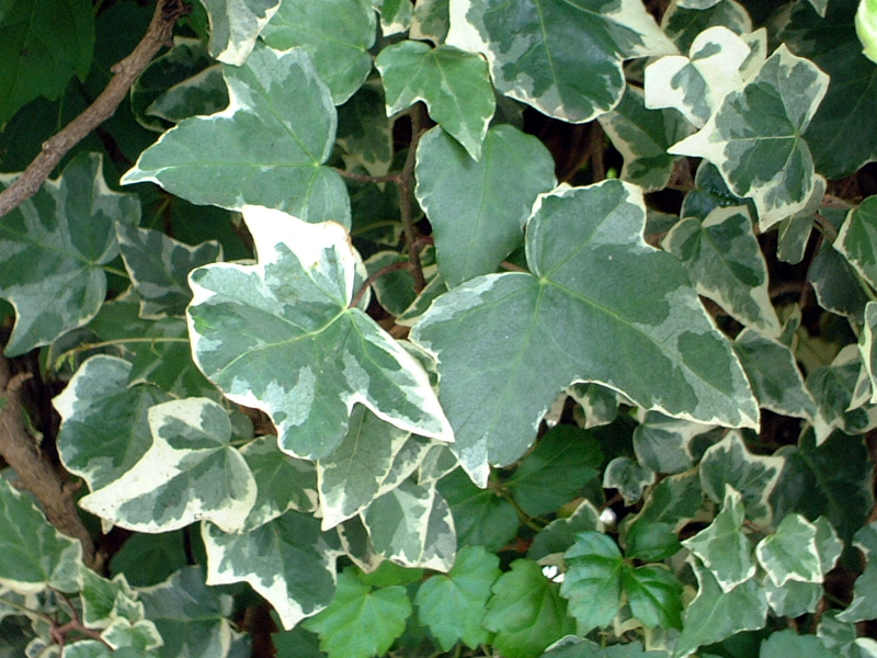 Common ivy