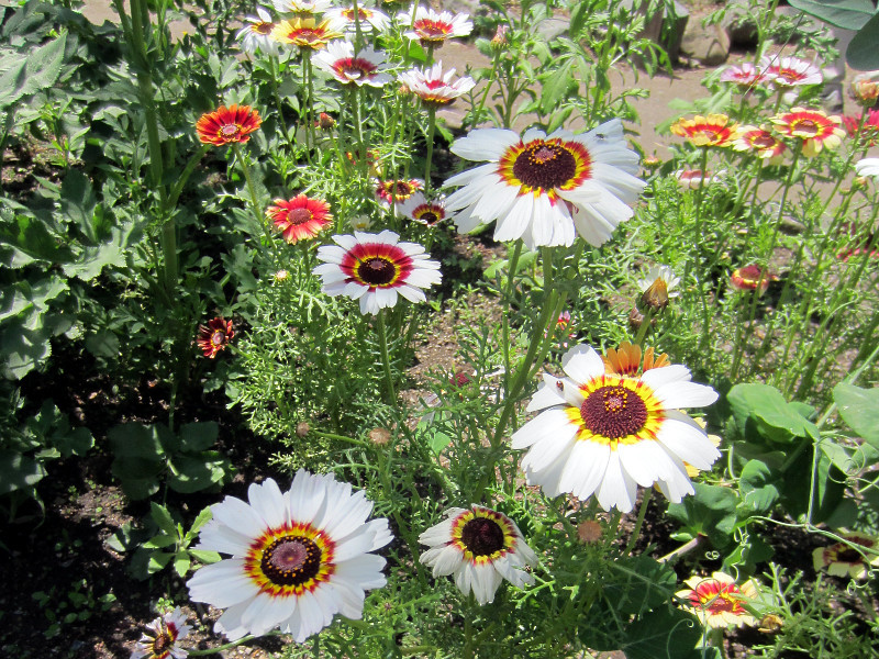 Tricolor daisy