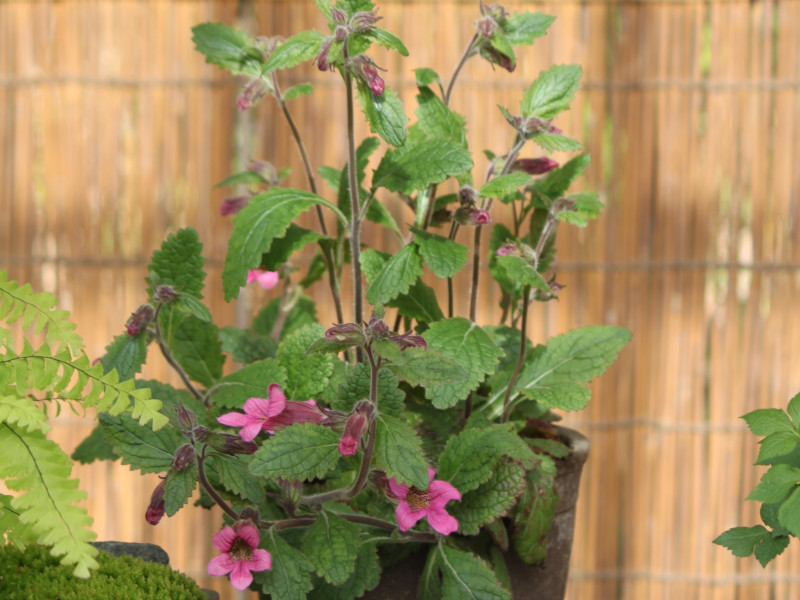 Chinese Foxglove