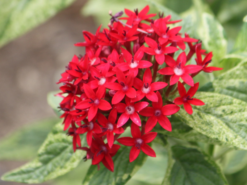 クササンタンカ Pentas Lanceolata かぎけん花図鑑