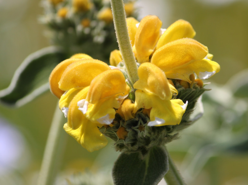 Jerusalem sage