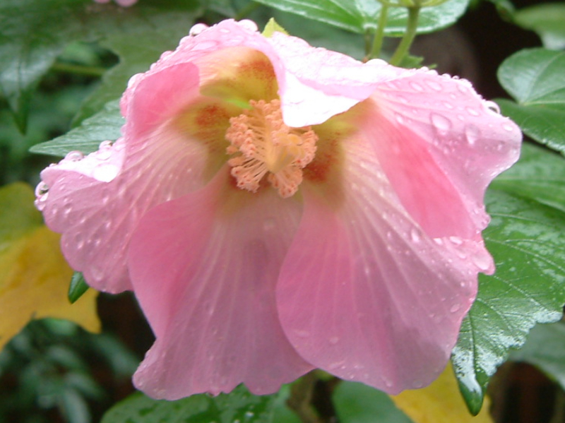 Hibiscus mutabilis