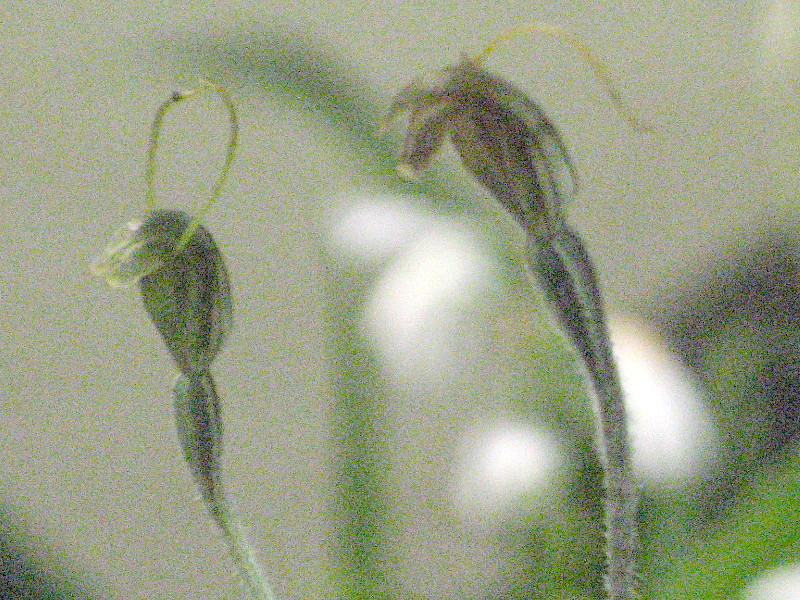 Pterostylis nana