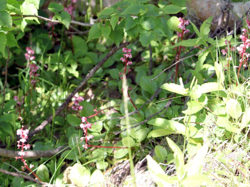 Pyrola alpina