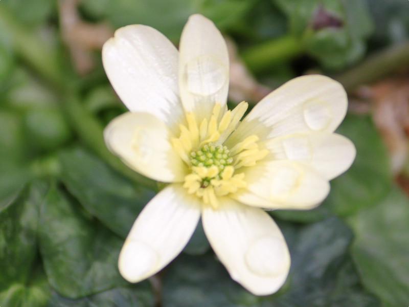 Ranunculus 'salmon's white'