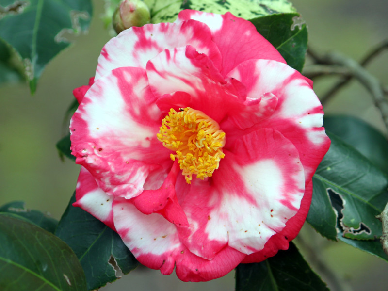Camellia O-niji