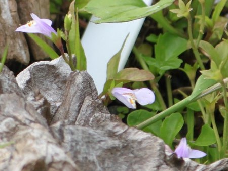 Hygrophila salicifolia