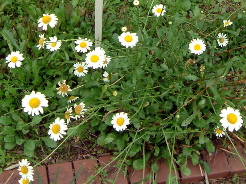 Leucanthemum vulgare