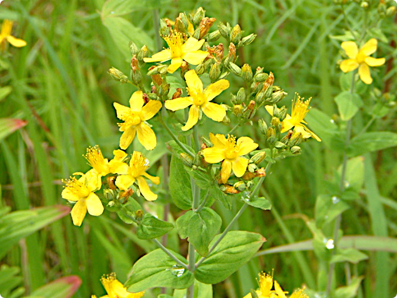 Hypericum erectum