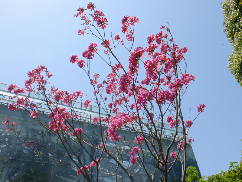 Tabebuia impetiginosa