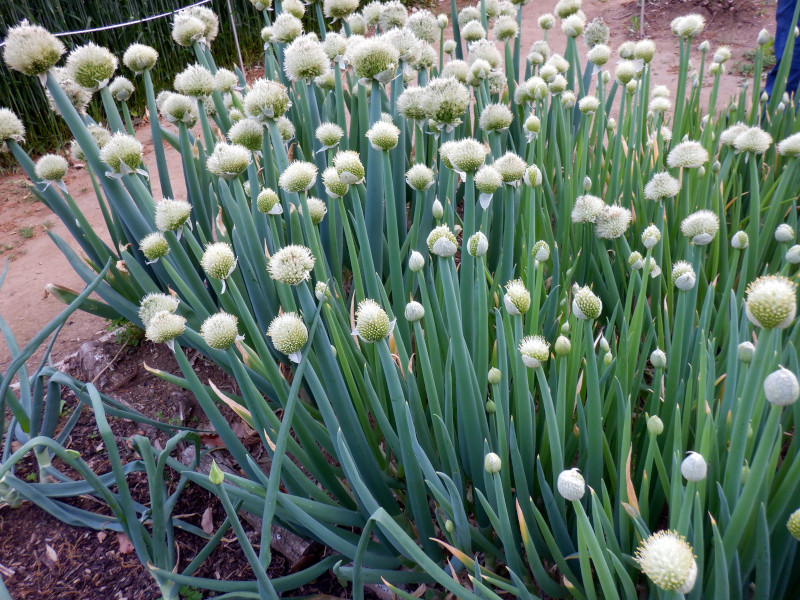 Welsh onion