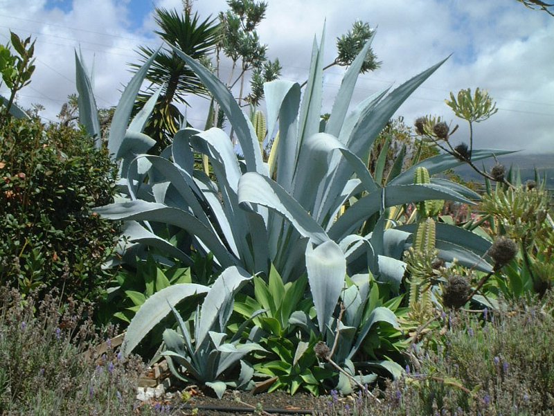 Agave franzosinii cactus