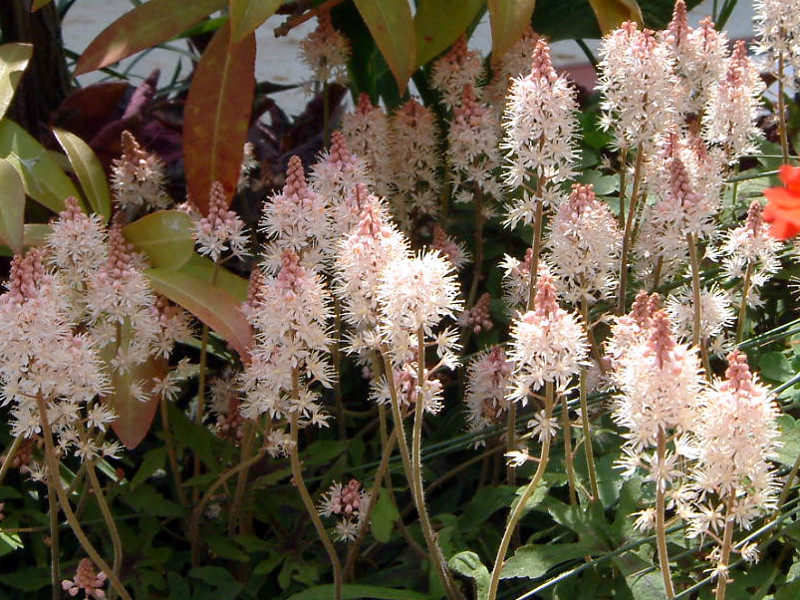 ティアレア Tiarella かぎけん花図鑑