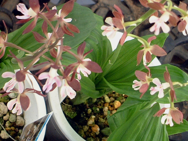 エビネ Calanthe Discolor かぎけん花図鑑