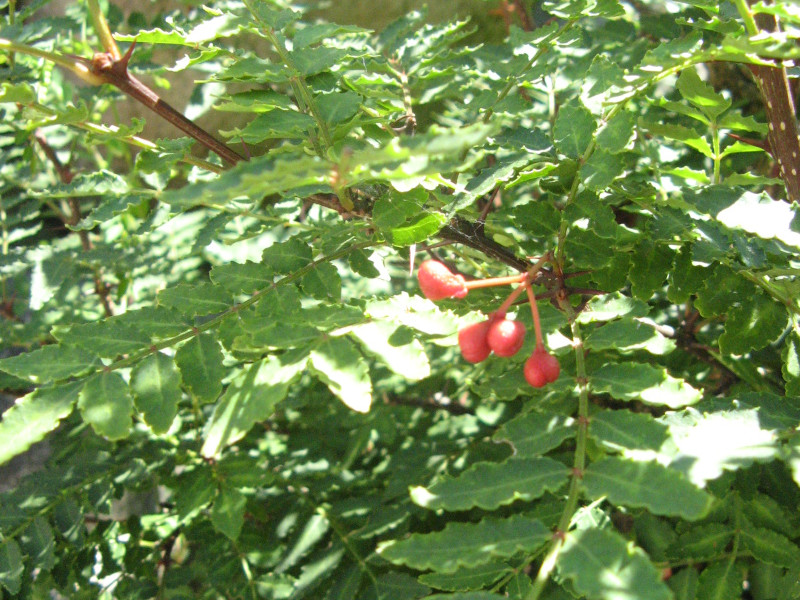 サンショウ Zanthoxylum Piperitum かぎけん花図鑑