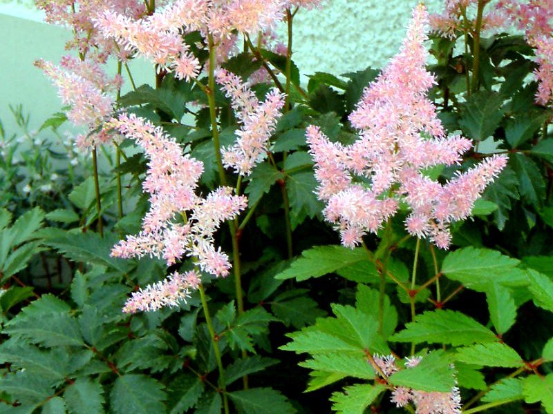 アスチルベ Astilbe Arendsii かぎけん花図鑑