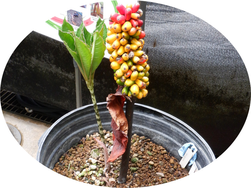 Amorphophallus bulbifer