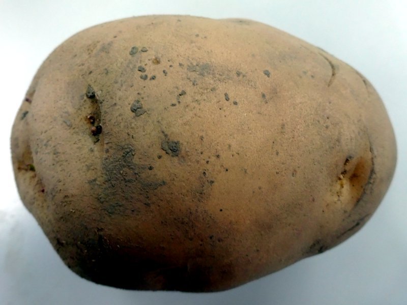 Potato