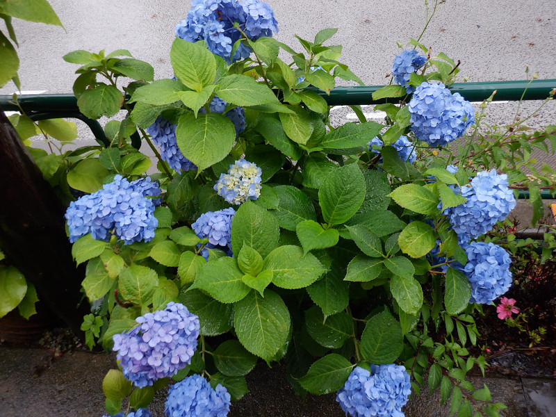 紫陽花特集のブログ