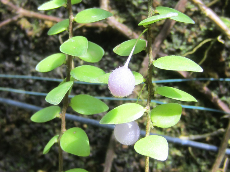 Sphyrospermum cordifolium