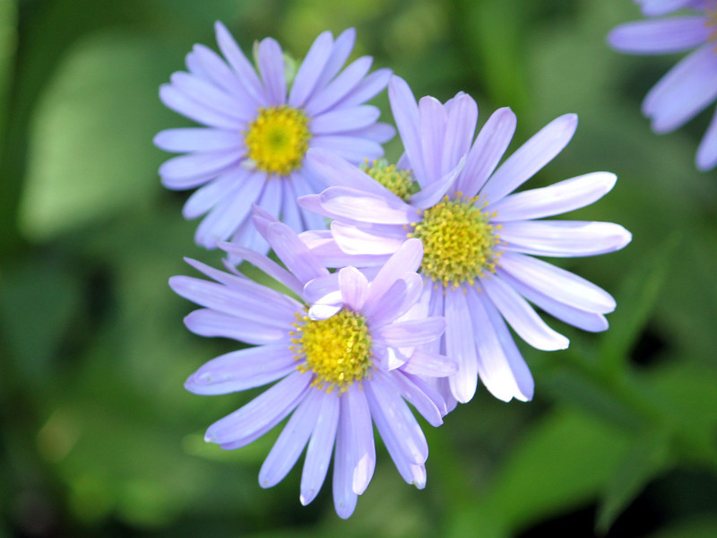 チョウセンシオン Aster Koraiensis かぎけん花図鑑