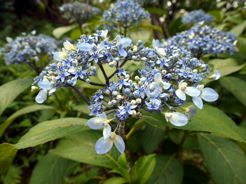 山紫陽花 '甘茶'