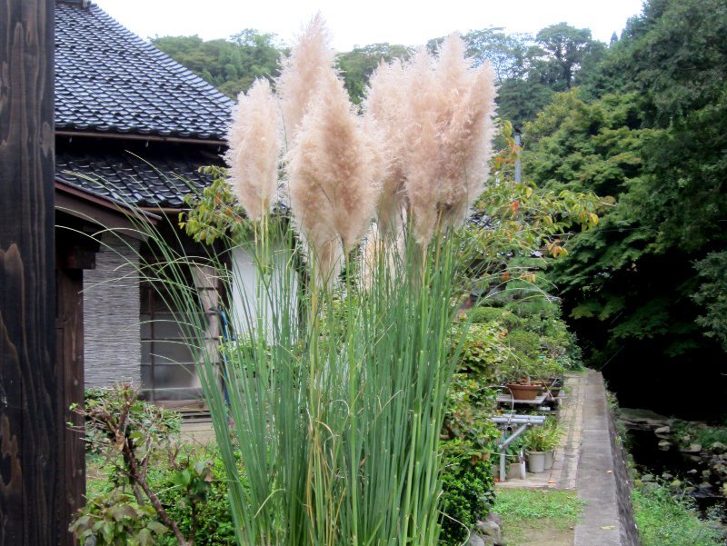 パンパスグラス Cortaderia Selloana かぎけん花図鑑